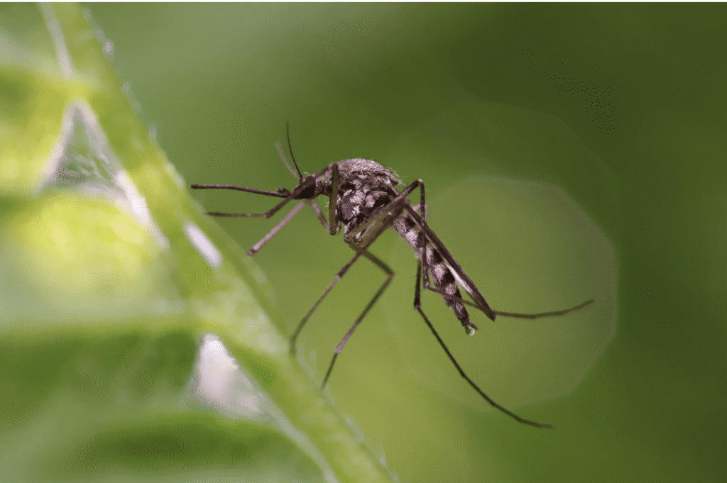 Mosquito in a backyard that we eliminate